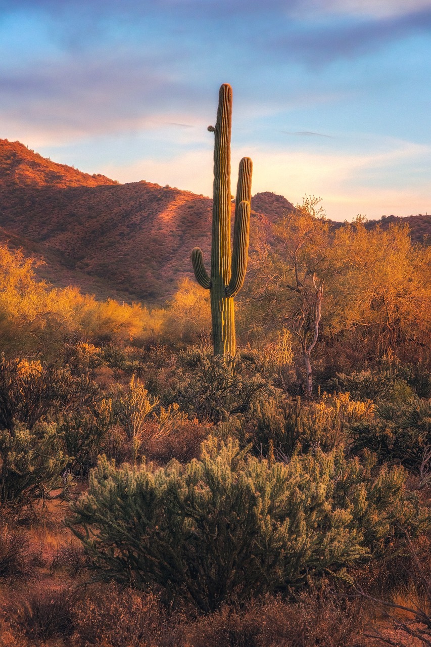 cactus, desert, hill-6719996.jpg